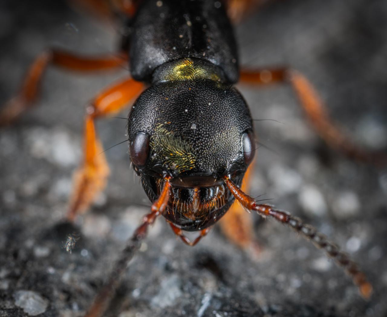 تفسير النمل في المنام لابن سيرين ما هي حالات تعبير رؤيا النمل